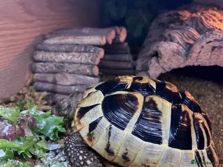 Hermann Tortoise reptiles Hermann tortoise - Advert 2