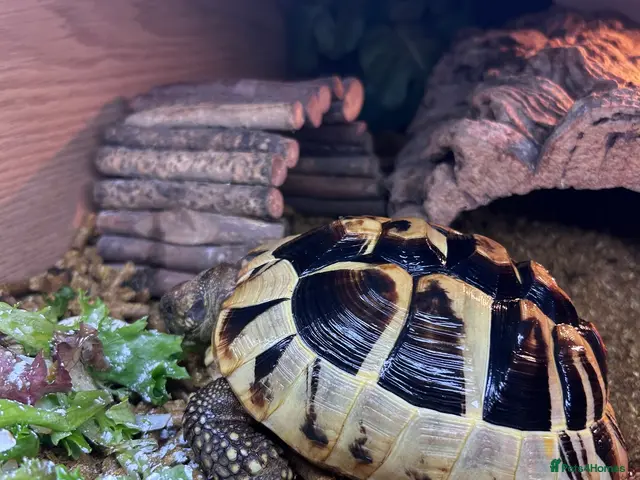 Hermann Tortoise reptiles for sale: Hermann tortoise - Advert 2