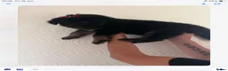 German Shepherd dogs for sale: Big beautiful German shepherd pups - Advert 20