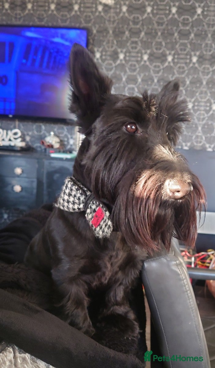 Scottish Terrier dogs KC registered Scottish terrier puppies  - Advert 14
