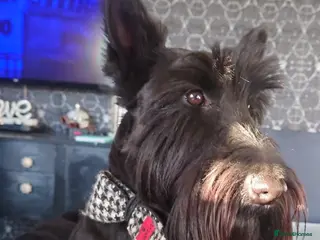 Scottish Terrier dogs KC registered Scottish terrier puppies - Advert 14