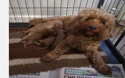 Cavapoo dogs for sale: Cavapoo puppies 5 🌟licence breeder  - Image 9