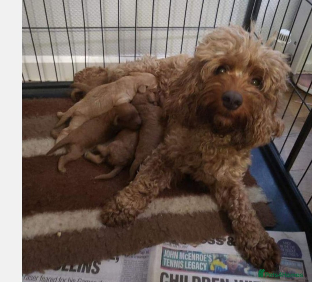 Cavapoo dogs for sale: Cavapoo puppies 5 🌟licence breeder  - Image 9