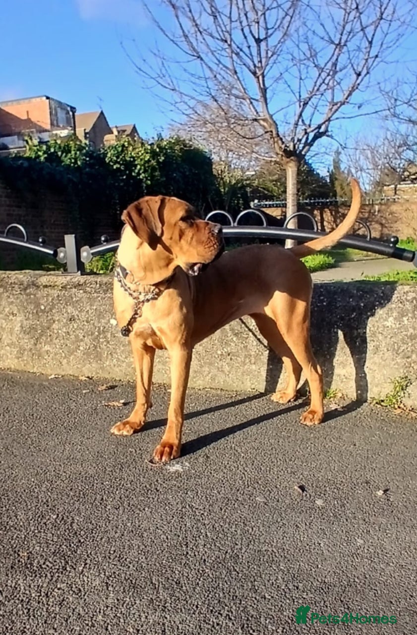 Cane Corso dogs Puppy for a new home  - Advert 1