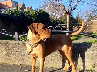 Cane Corso dogs Puppy for a new home - Advert 1