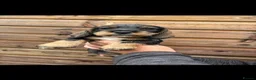 Dachshund dogs for sale: Dachshund KC wire haired puppies  - Advert 29