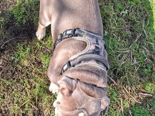 English Bulldog dogs Dogs - Advert 2