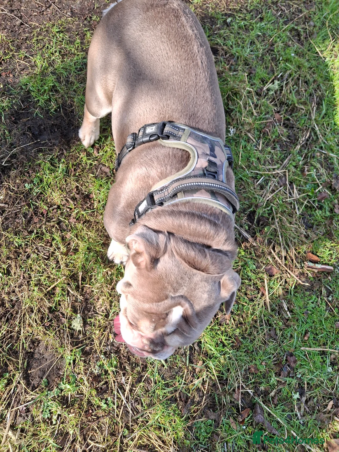 English Bulldog dogs for sale: Dogs  - Advert 1