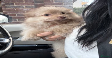 Chihuahua dogs Female Pomeranian puppy ready now  - Advert 4