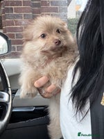 Chihuahua dogs Female Pomeranian puppy ready now - Advert 4