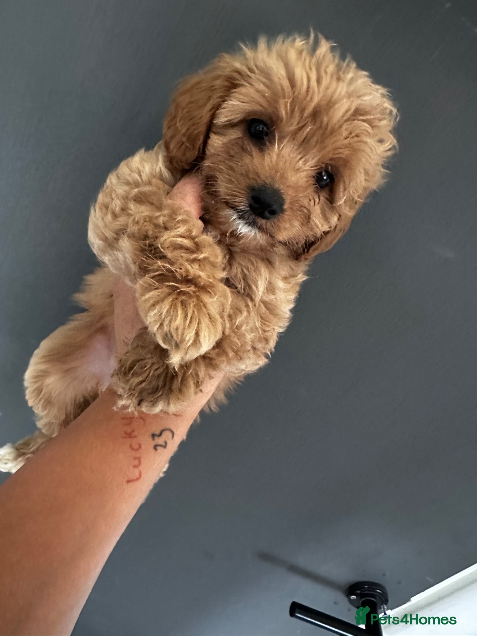 Cavapoo dogs Amazing F1B Cavapoos  - Advert 8