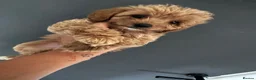Cavapoo dogs for sale: Amazing F1B Cavapoos  - Advert 1