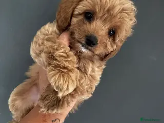 Cavapoo dogs Amazing F1B Cavapoos - Advert 2