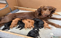 Cocker Spaniel dogs for sale: Working cocker spaniel puppies  - Image 10