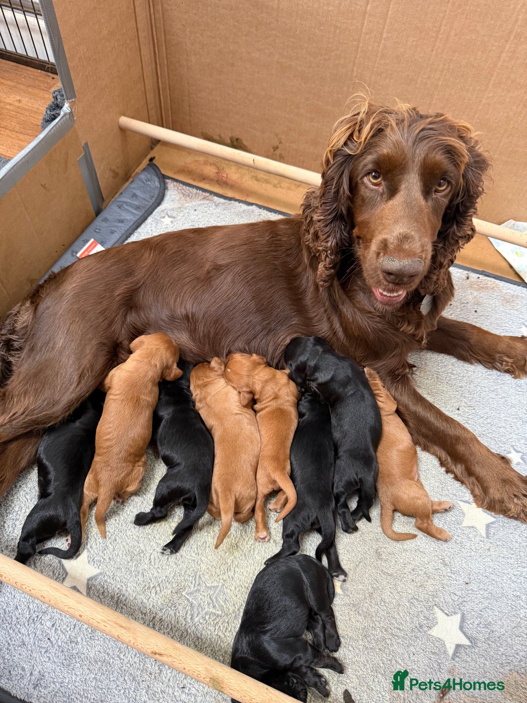 Cocker Spaniel dogs for sale: Working cocker spaniel puppies  - Image 10