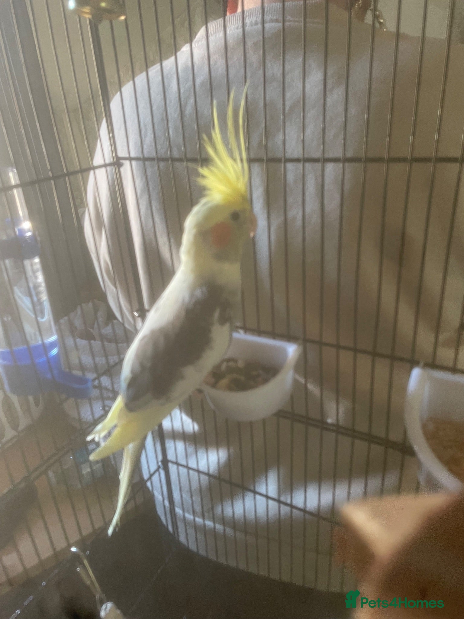 Cockatiels birds Cockatiels - Advert 17