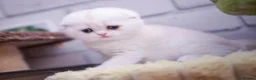 Scottish Fold cats for sale: Scottish fold and straight girls - Advert 35