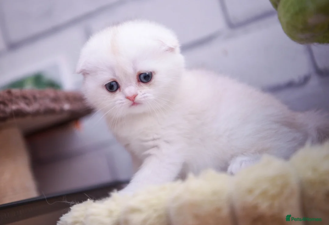 Scottish Fold cats for sale: Scottish fold PEDIGREE ready to leave - Advert 26