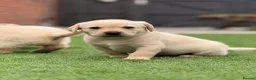 Labrador Retriever dogs for sale: Labrador puppies  - Advert 10