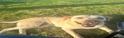 Labrador Retriever dogs for sale: Cream Male Labrador Retriever  - Advert 5
