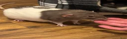 Rat rodents for sale: 4rats & full cage set up  - Advert 5