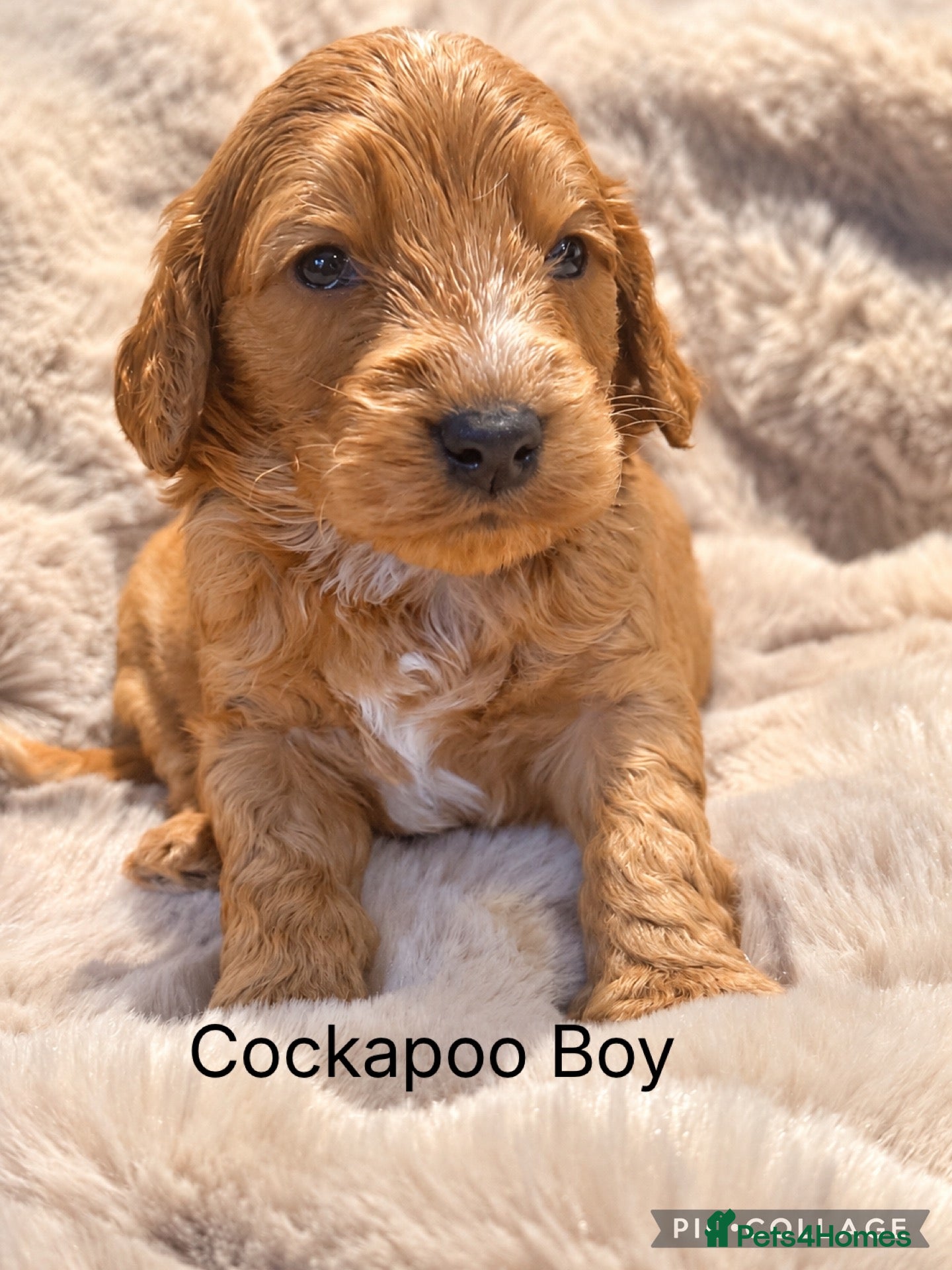 Cockapoo dogs for sale: Stunning Red F1 Cockapoo’s - Advert 1