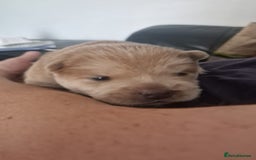 Chow Chow dogs for sale: 6 chow chow puppies for sale - Image 4