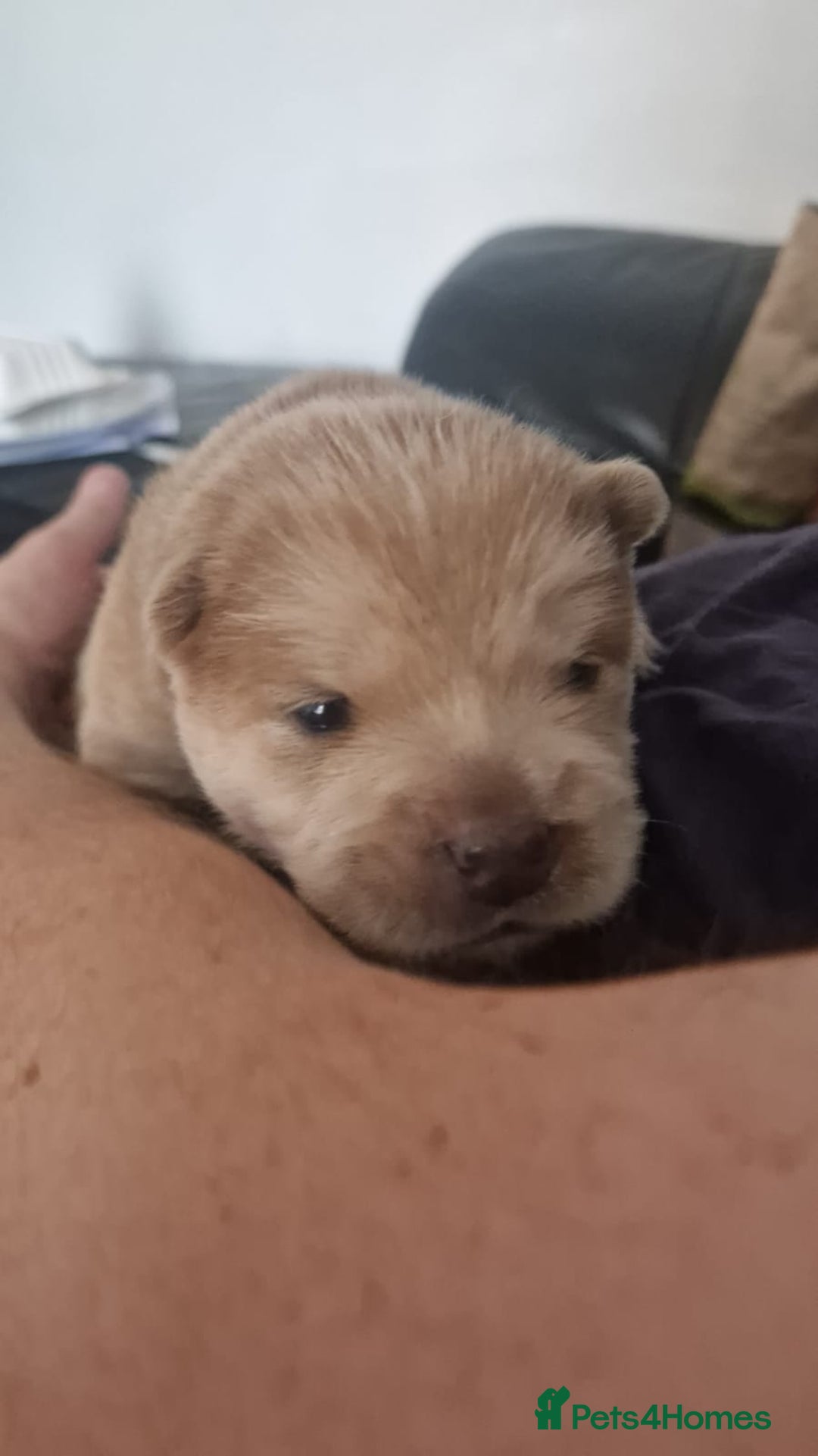 Chow Chow dogs for sale: 6 chow chow puppies for sale - Image 4