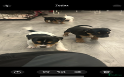 Jack Russell dogs for sale: Lovely Jack Russel puppies  - Image 14