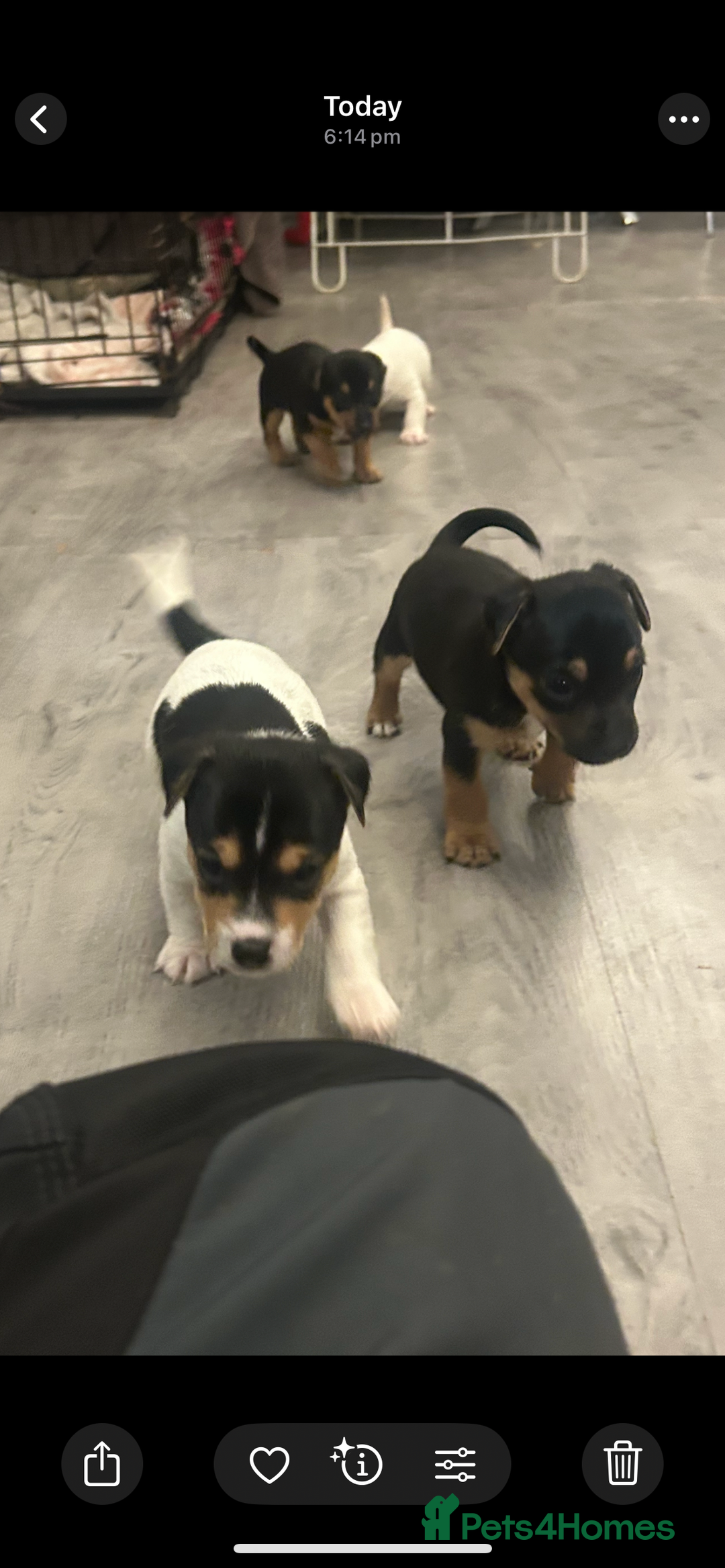 Jack Russell dogs for sale: Lovely Jack Russel puppies  - Image 14