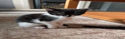 Mixed Breed cats for sale: Kittens for sale - Advert 1