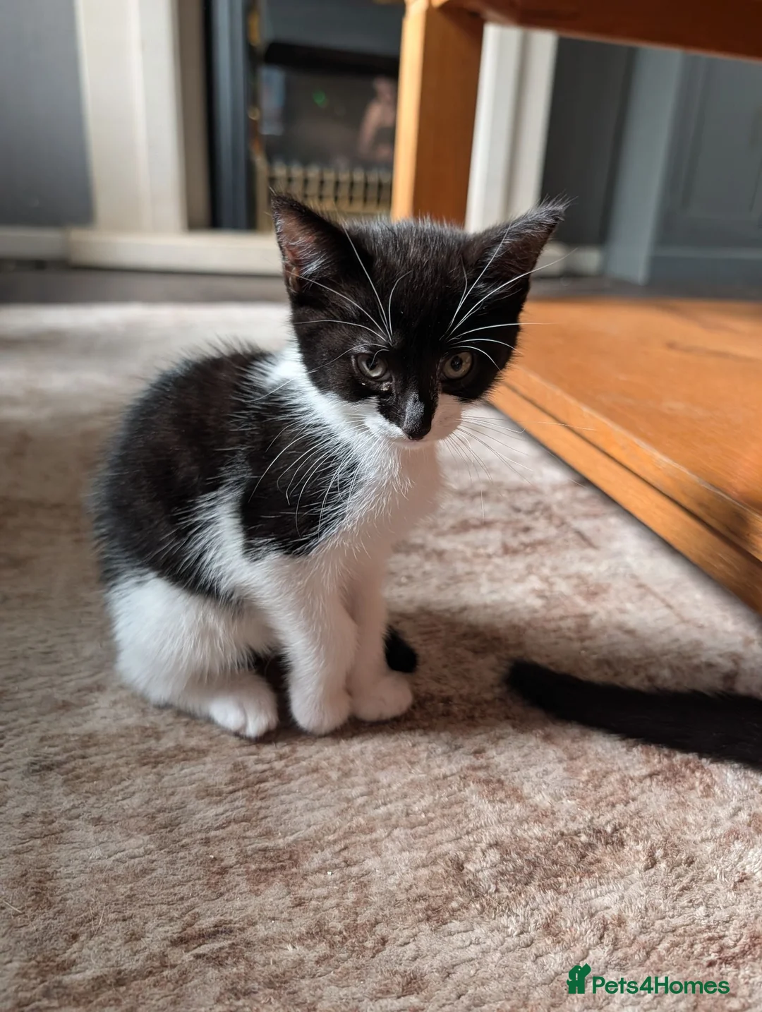Mixed Breed cats for sale: Kittens for sale - Advert 1