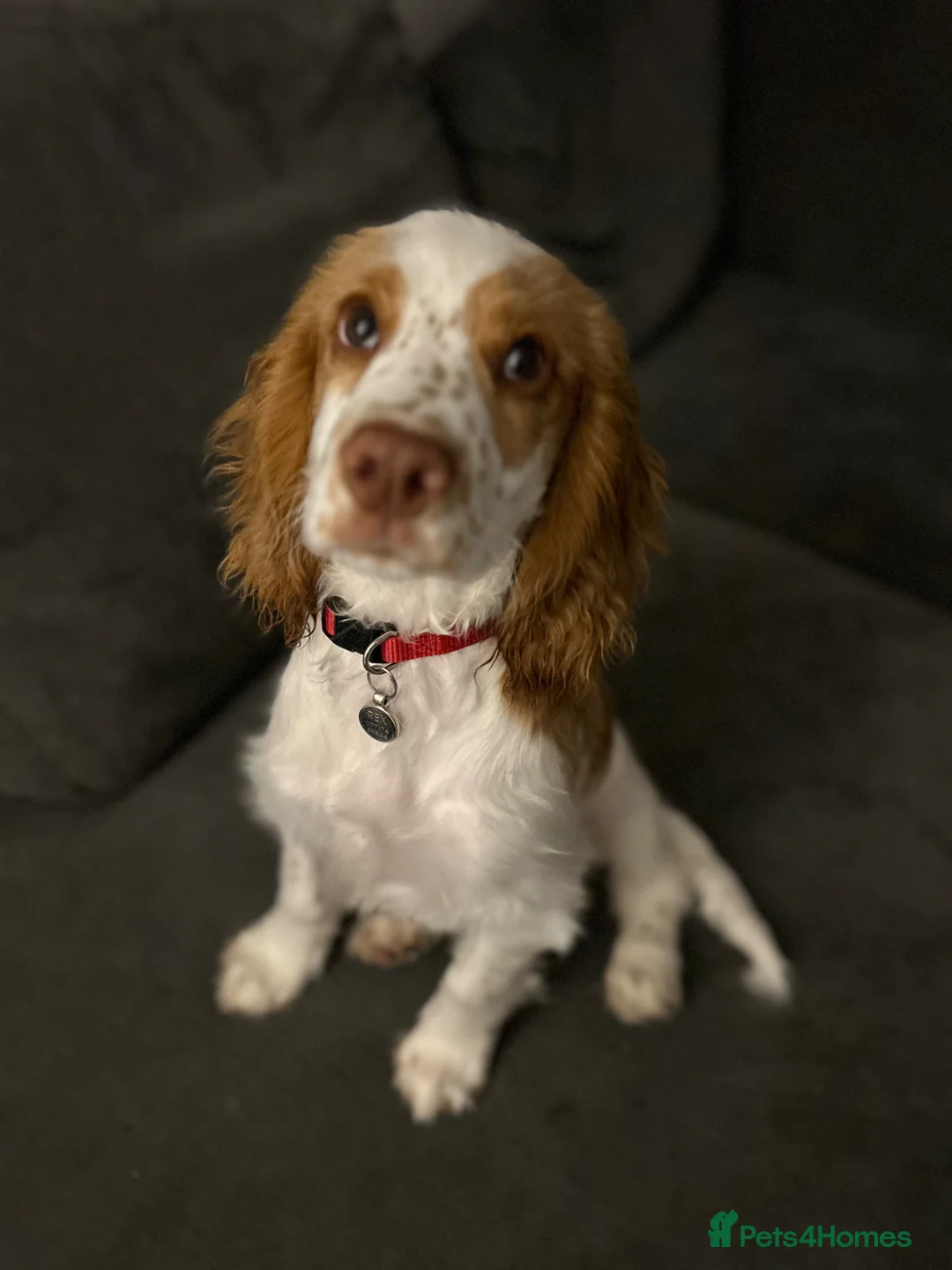 Cocker Spaniel dogs for sale: Cocker spaniel - REX - 6 months  in Tavistock - Advert 2