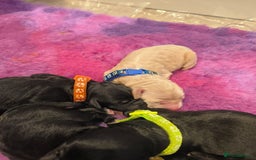 Labradoodle dogs for sale: Australian Labradoodle Puppies - Image 4