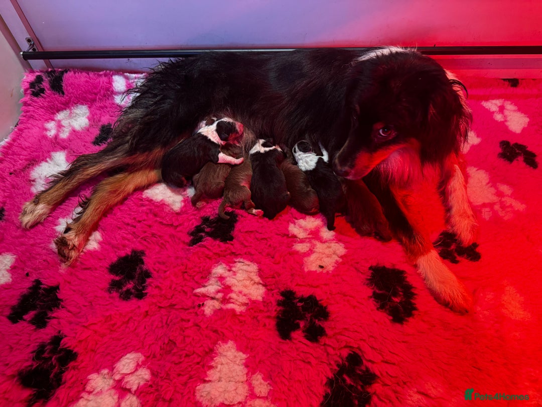 Australian Shepherd dogs for sale: Fully health tested KC registered Aussie shepherd - Advert 9