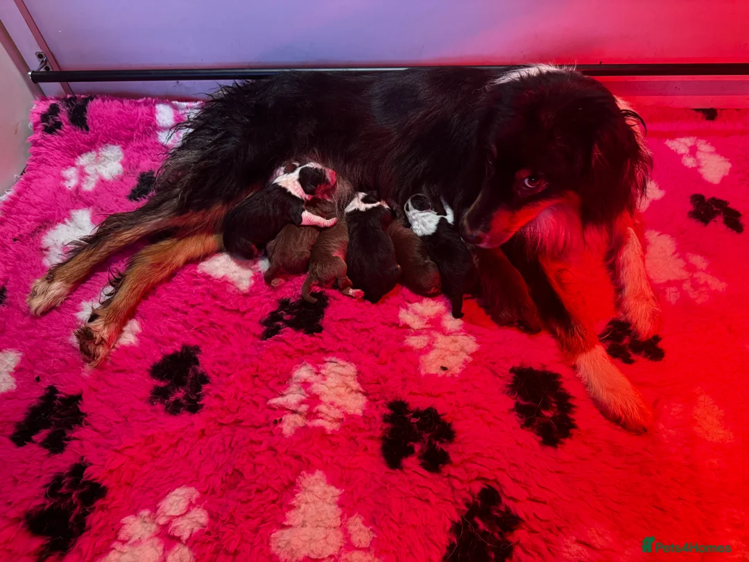 Australian Shepherd dogs for sale: Fully health tested KC registered Aussie shepherd - Advert 11