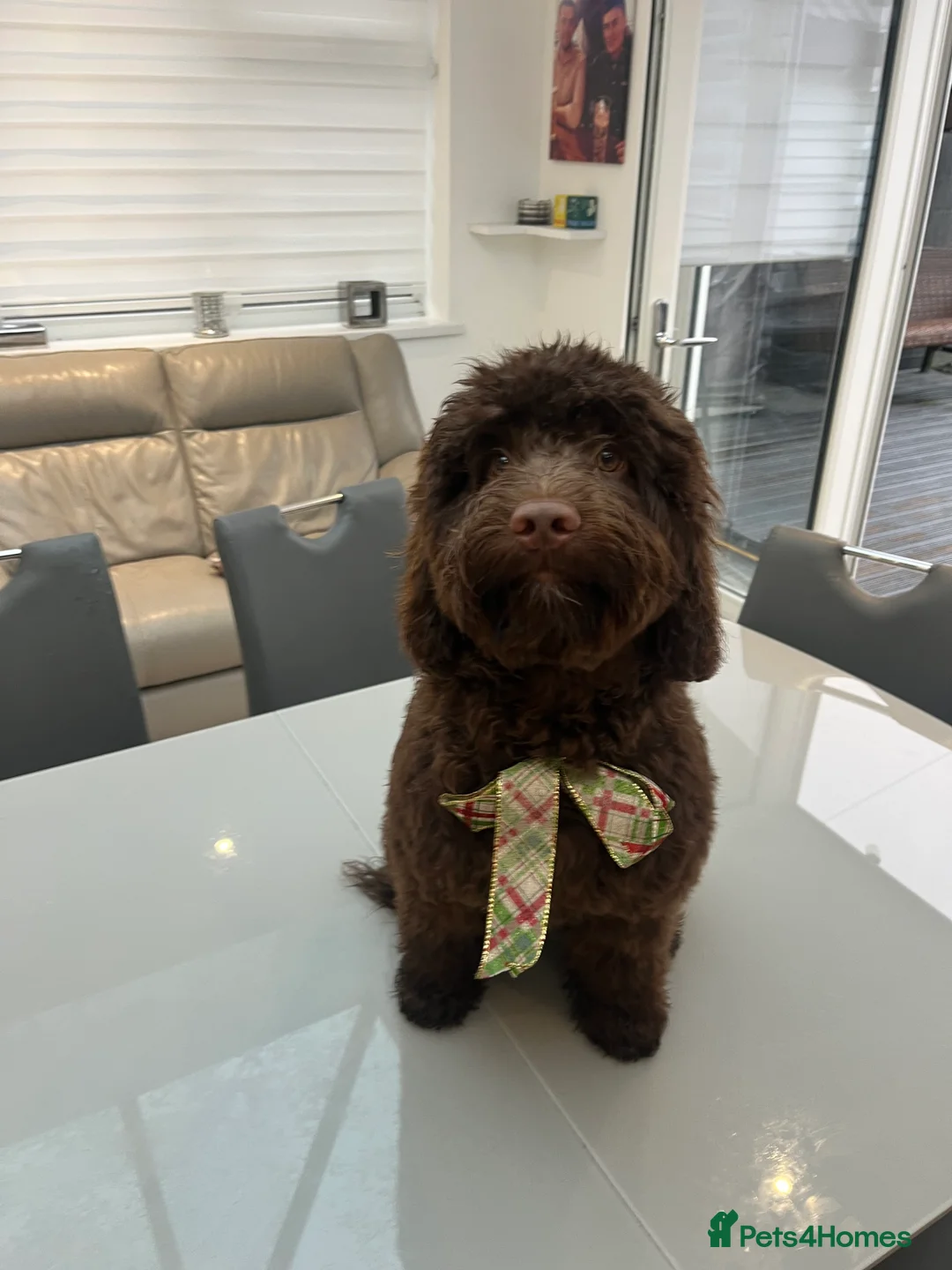 Cockapoo dogs for sale: 10 month old cockapoo  - Advert 3
