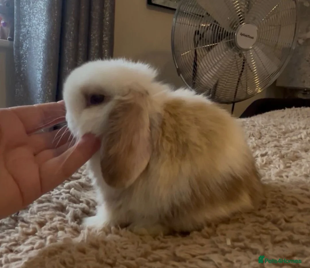 Mini Lop rabbits for sale: PEDIGREE MINI LOP BABIES READY TO RESERVE  - Advert 9