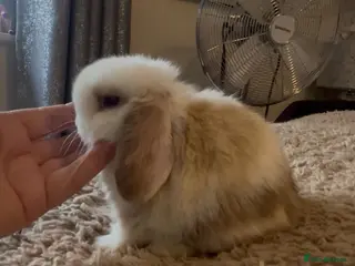 Mini Lop rabbits PEDIGREE MINI LOP BABIES READY TO RESERVE - Advert 16