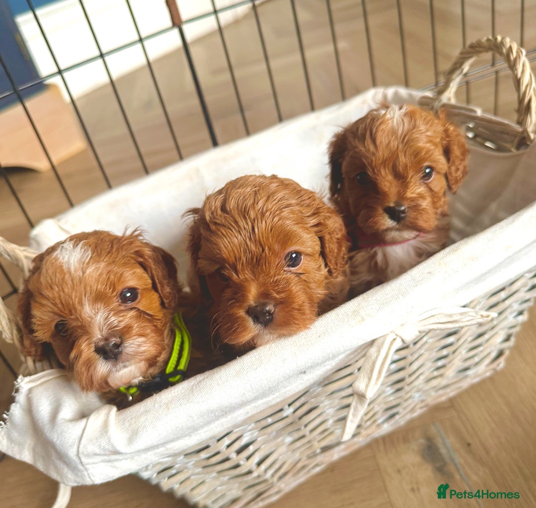 Cavapoo dogs for sale: F1 Fox Red Cavapoos (Health Tested) 🐶 - Image 6