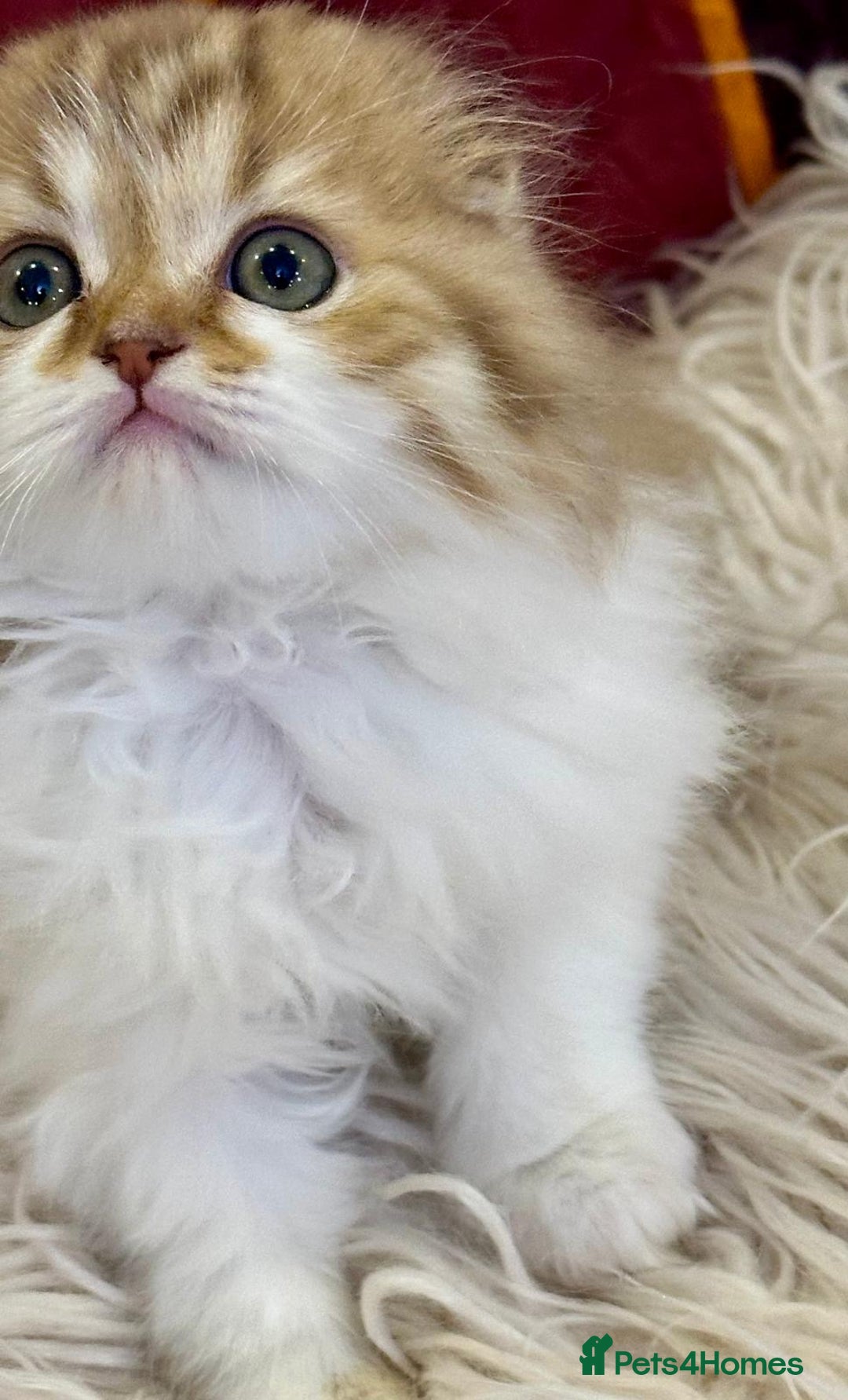 British Longhair cats for sale: 5 gorgeous baby mixed breed kittens  - Advert 5
