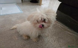 Bichon Frise dogs for sale: Bichon Frise Puppy Looking for a Loving Home - Image 11
