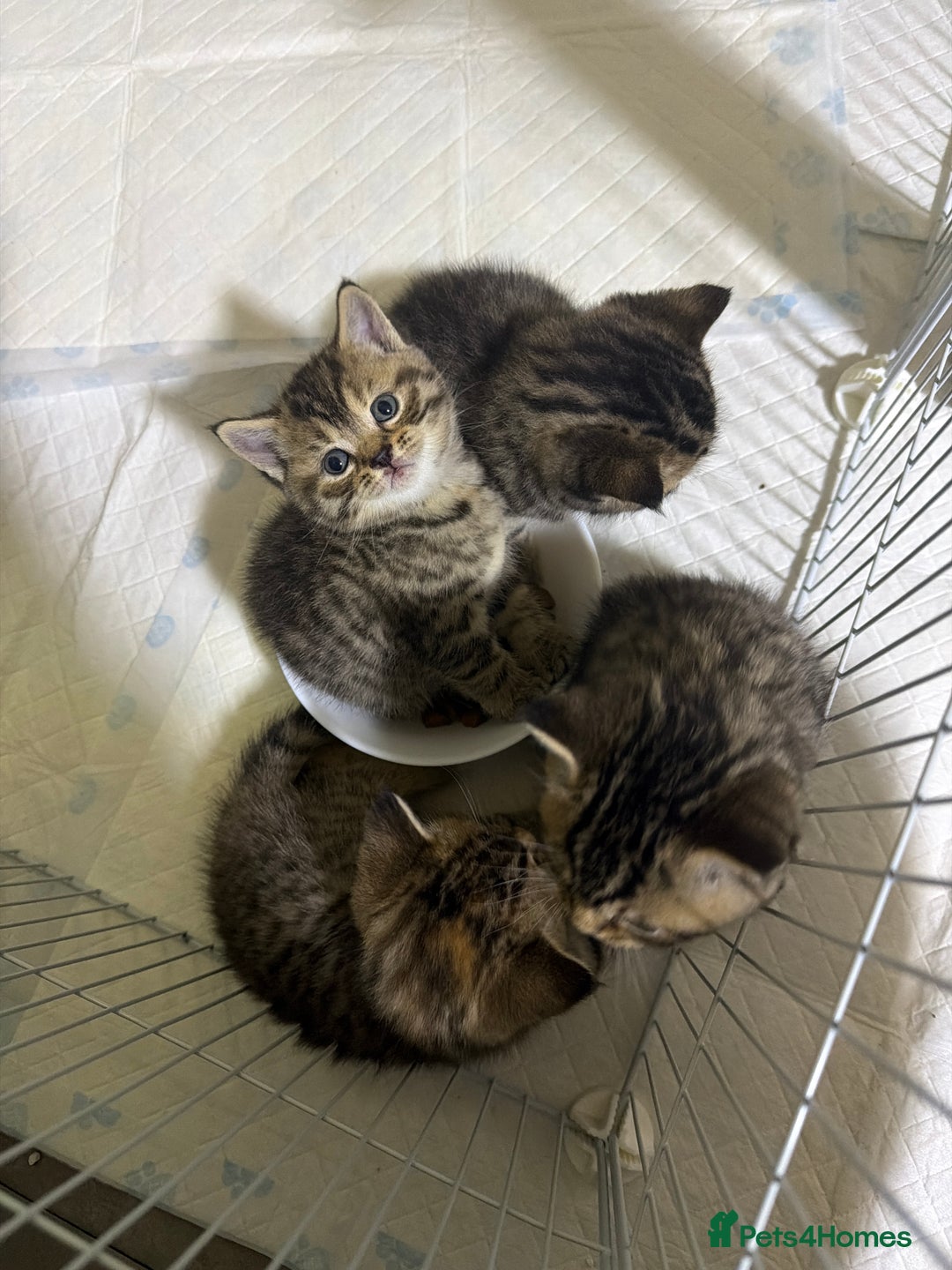 British Shorthair cats for sale: British Shorthair  - Advert 6