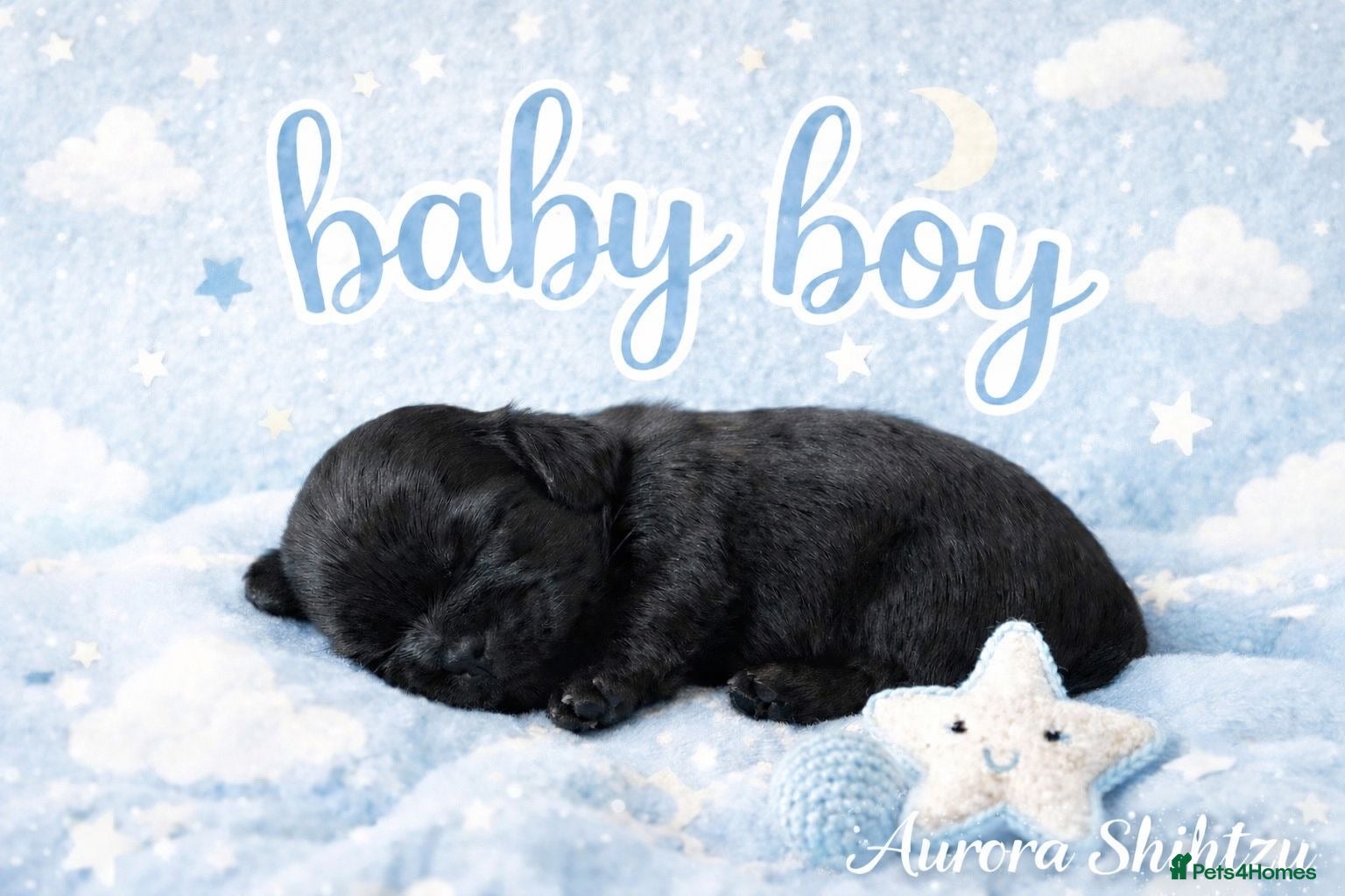 Shih Tzu dogs KC registered Black 🖤 and Chocolate 🤎 Beauties  - Advert 1