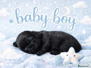 Shih Tzu dogs KC registered Black 🖤 and Chocolate 🤎 Beauties - Advert 1