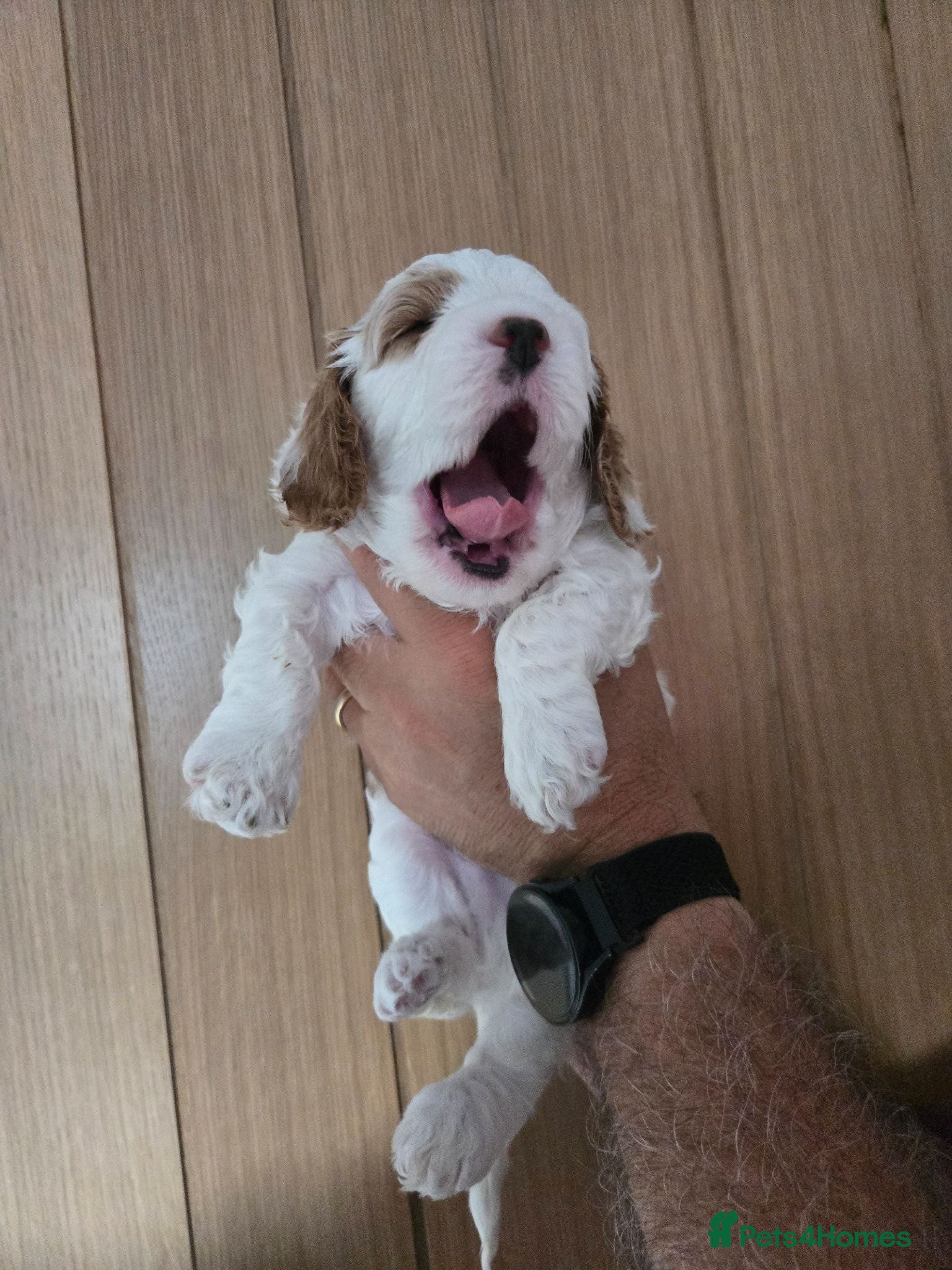 Cavapoo dogs F1 Cavapoo  1 remaining **health tested parents** - Advert 18