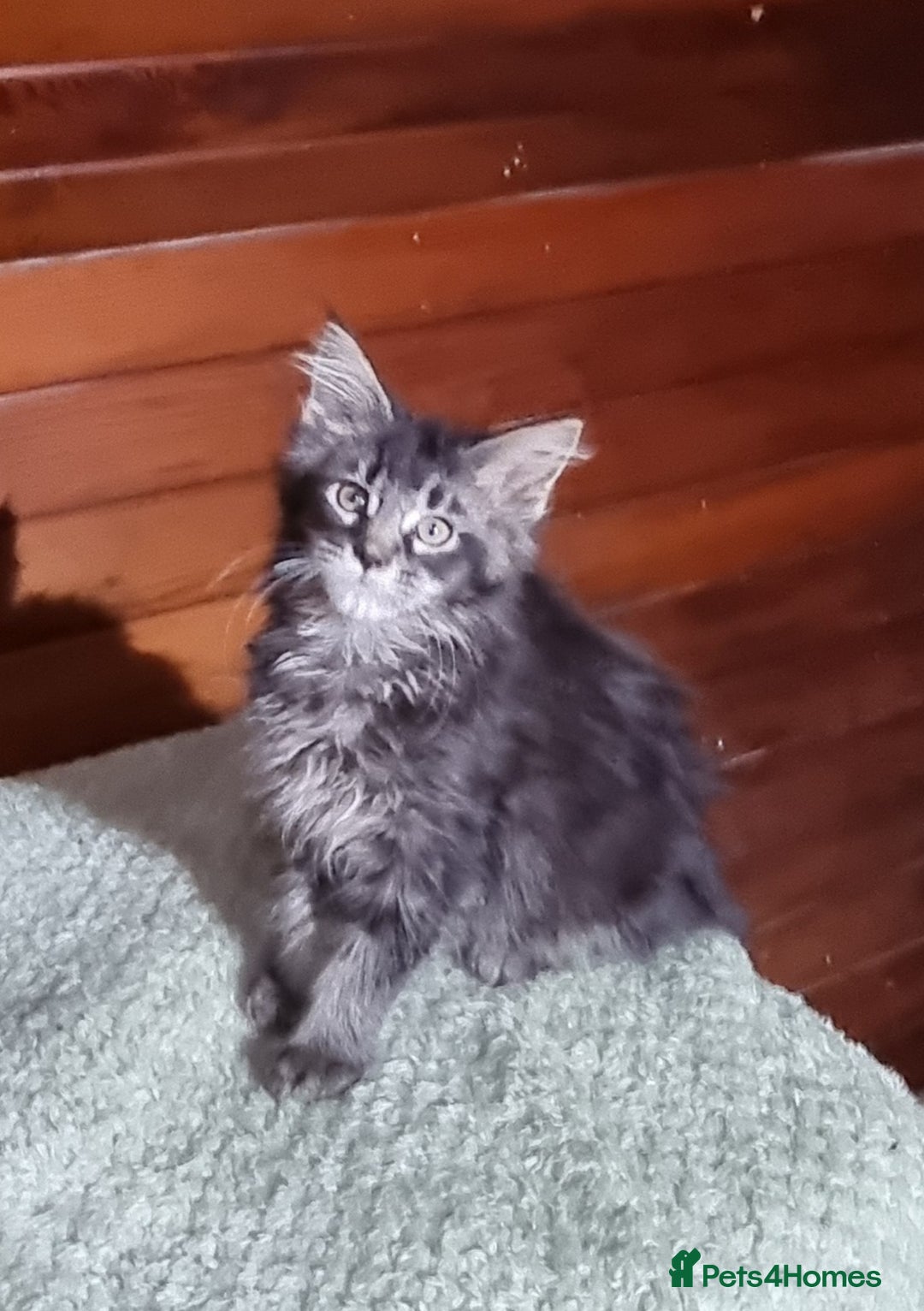 Maine Coon cats for sale: GCCF Pedigree Maine Coon Kittens for sale  - Image 9