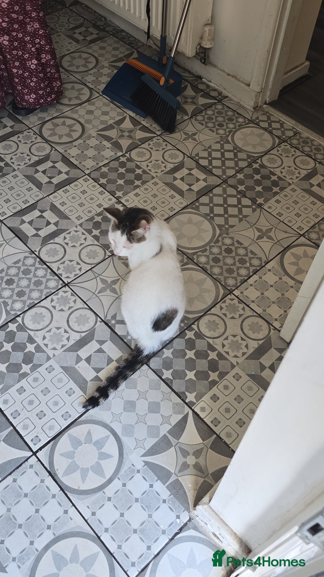 Mixed Breed cats for sale: free tabby cat  - Image 1