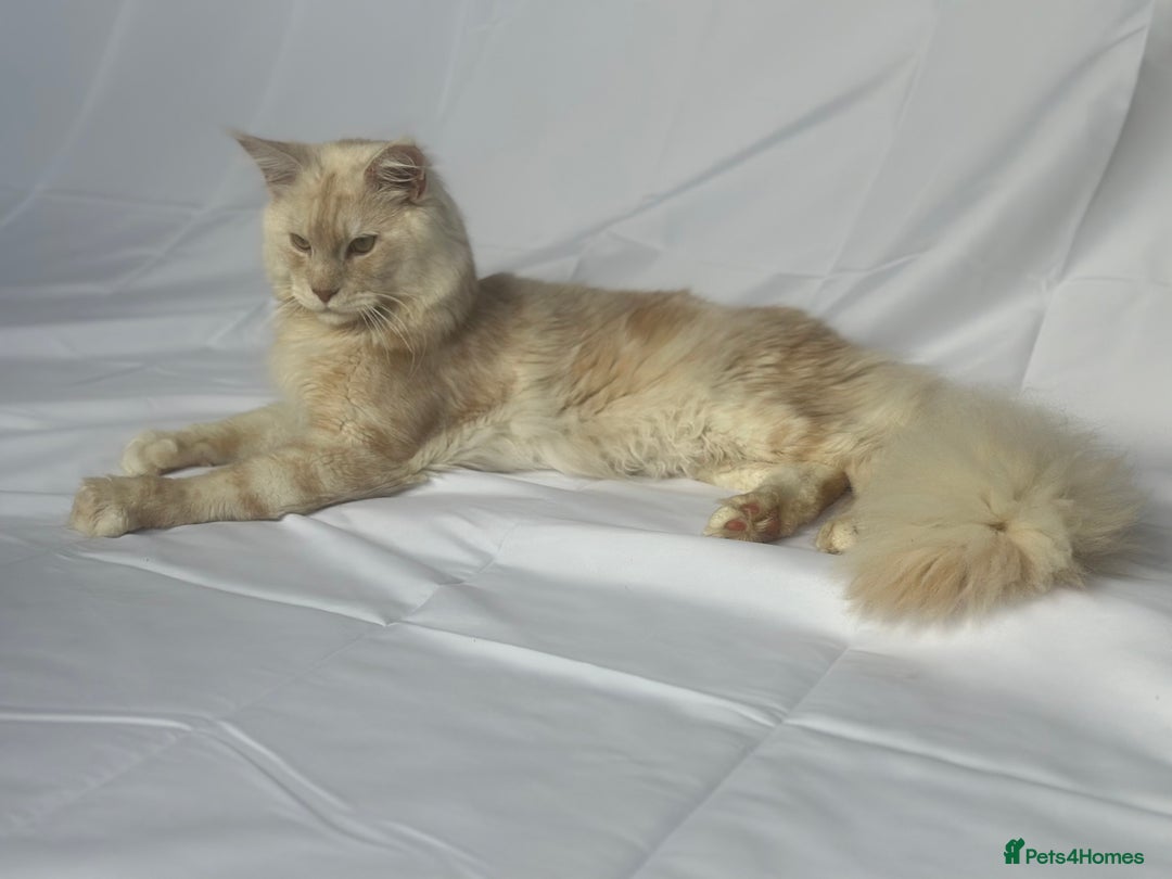 Maine Coon cats for sale: OUTSTANDING-HUGE-Red/Silver imported ACTIVE stud  - Image 1