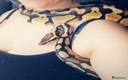 Python Snake reptiles for sale: Pastel ball python  - Image 3